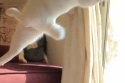 【ねこ画像】優雅に美しく踊る猫さん…素晴らしい身のこなしですねwww