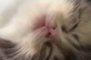 子ネコが遊び疲れて眠っていた。夢の中で美味しいモノでも食べているのかな？ → 可愛いお口はこうなります…