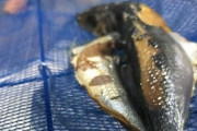 【画像】三日間常温で放置された魚の末路ｗｗｗｗｗｗｗｗ