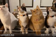 【話題動画】猫のシンクロ　みんな揃ってみぎひだり……からの「アレ？」
