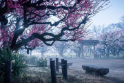 【写真】まるで別世界...　濃霧に包まれた大阪城梅園が幻想的すぎる