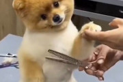 史上最高にカワイイ犬かも…信じられないほどヘアカットに協力的