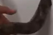 【動画】 家の壁の穴にヘビを入れたら・・ ⇒ 想像を絶する展開にネット衝撃 「こんなにいるのかｗｗ」
