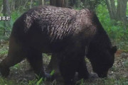 釧路町で駆除のクマ、OSO18と判明　DNA鑑定で特定
