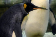 【画像あり】ペンギンの同性カップル(♂✕♂)、放棄された卵を温め親になろうとする