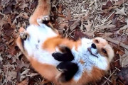 8年間の尊い思い出をありがとう！1匹のアカギツネに飼い主が捧げた感動のトリビュート動画