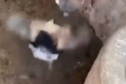 【動画】馬さん、赤ん坊を食い殺してお母さんが発狂してしまう