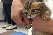 【ネコ】養子縁組の署名を拒否する子猫が可愛すぎｗｗｗうちの子記念日。