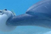【画像】かわいいイルカの画像くれ