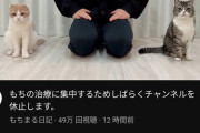 もちまる日記←猫好きな人ほど見てない説