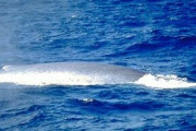 シロナガスクジラ「地球史上最大です」←これ