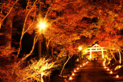 【大津市】夜に美しく輝く「日吉大社もみじ祭り」〜秋の風物詩を楽しむ特別なライトアップ〜