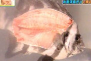 肉を削がれた魚「ｺﾛｼﾃ…ｺﾛｼﾃ…」寿司屋「ギャハハハハハハ！おもしれぇ！」