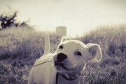 【犬の切ない話】溺愛してた犬が死んだ。夢でもいい、また会いたい…