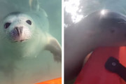ハロー！(･ω･っ)З　カヤックに何とかして乗り込もうとするアザラシが可愛い！
