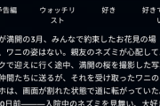 【悲報】「劇場版100日間生きたワニ」、誰も覚えてない・・・