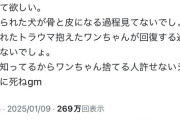 【悲報】小嶋陽菜さん、飼い犬の件で炎上してしまう・・・