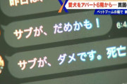 【悲報】飼い犬の老いたチワワを6階から落とした女性、とんでもない“真実”が明らかになる