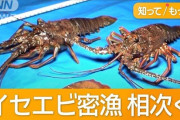 外国人グループが伊勢エビを大量に密漁