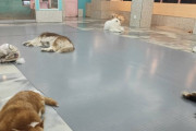 韓国の犬カフェ行ってきたよ （※画像あり）
