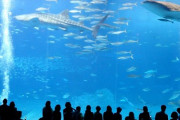 水族館の知名度ランキング作るとしたら1位美ら海水族館で2位は？