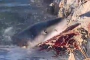 むしゃむしゃ！　クジラの死骸を豪快に貪り食う『ホホジロザメ』を捉えた映像がこちら　アメリカ