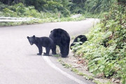 【速報】秋田県知事、クマ退治に自衛隊出動を要請wwwwwwwwww