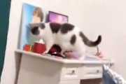 【ネコ】落としかけた物をこっそり元に戻そうとする猫にニヤける動画。