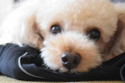【画像】イッヌ、トリミングして一週間でふわもこに戻る