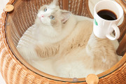 これが欲しいけどうちの猫はきっとラタンをかじって破壊する(画像）