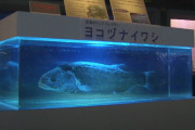 【新種】巨大深海魚「ヨコヅナイワシ」の展示が始まるwwwwwwwww