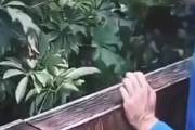 ベランダから茂みを覗き込んだらヤバイやつが飛び出してきた件！　海外の反応