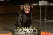 海外「これは人類完全に負けたわw」本物のチンパンジーがSASUKEのステージに挑んだ結果w