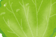 【超朗報】キャベツとレタスの見分け方がこちら！！！！！！