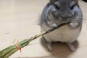 チンチラ飼いたいんやが