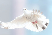 鳥「はぁ…めっちゃ高度な知能で複雑な巣を作ったぞ！」ハト「まあこんなもんでええやろｗ」
