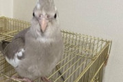 インコ飼い始めたぜ！（※画像あり）