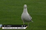 【動画】鳥さん、ポテトチップスを万引きしてしまうwww