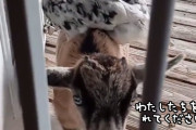 私たちを入れてください。背中にニワトリを乗せた子ヤギのお願い