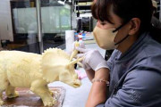 10kgのチョコレート製トリケラトプスに海外も驚き　川崎のパティスリー職人を追う参考動画