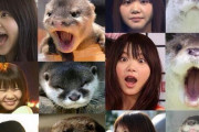 カワウソさん、水族館でHを始めてしまう