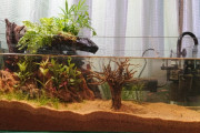 すばらしいアクアテラリウム水槽を完成させてしまった・・・