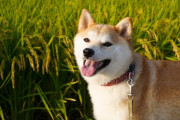 お前らの家の犬の自慢話聞かせて