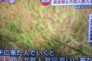 【コメ買占】中国系確定　コメ農家が証言「中国人が数人『あるだけ欲しい』と買いに来た」「昨日は人材派遣会社の人たちが来た」コメが投機対象となっている可能性