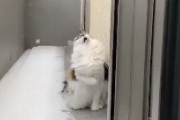 【動画】雪をはじめて食べた猫ちゃん、頭がキーンとなってしまう
