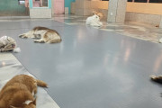【画像】韓国の犬カフェ行ってきたよｗｗｗｗｗｗｗｗｗ