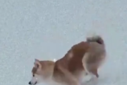 ◆朗報◆ユーベのイケメンFWディバラさん家の秋田犬Kaiaちゃん、雪が積もって大喜び