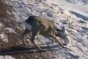 【動画】アメリカの鹿さん、顔面が凍ってしまう