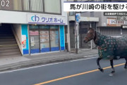 【🐴】明治大学の馬が一時脱走「徘徊している」と110番通報…路上歩き回り自ら生田キャンパスに戻る　馬術部が飼育　川崎市  [ぐれ★]