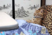 【ねこ画像】こたつでリラックス、王様！？ ほか